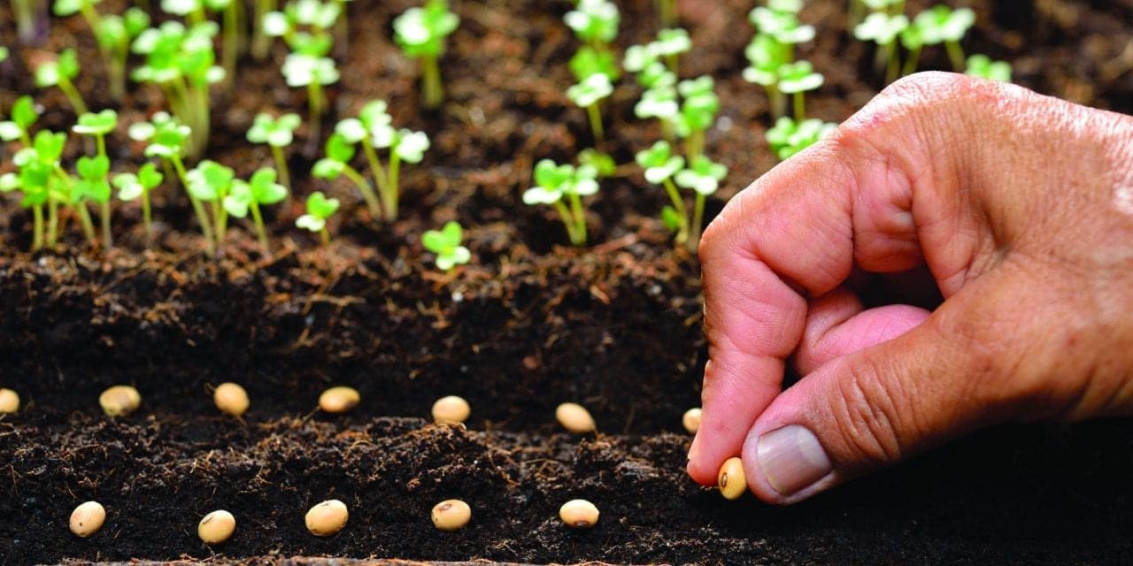 Growing plants from seeds