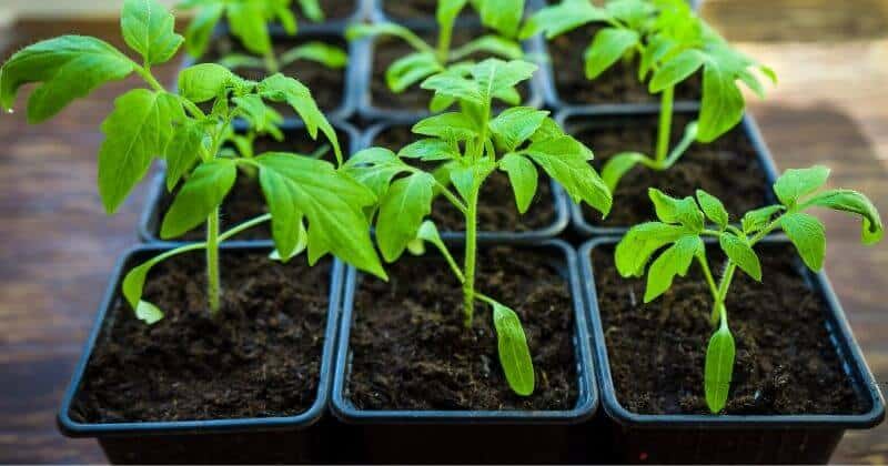 Growing cherry tomatoes at home