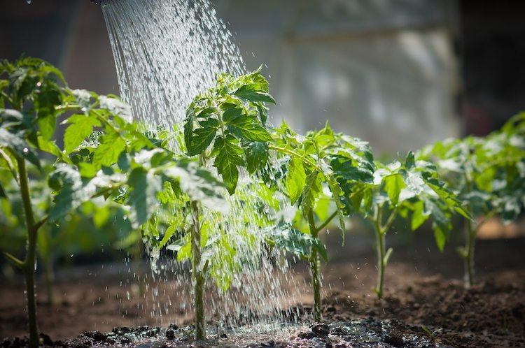 Growing cherry tomatoes at home