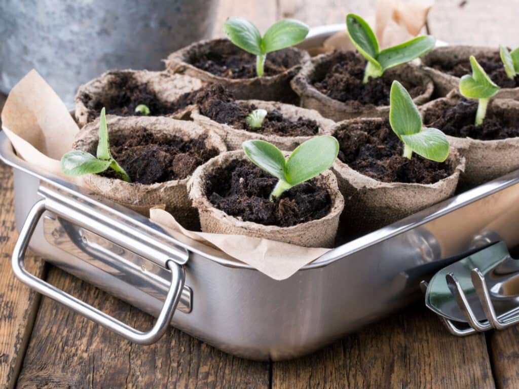 Growing plants from seeds