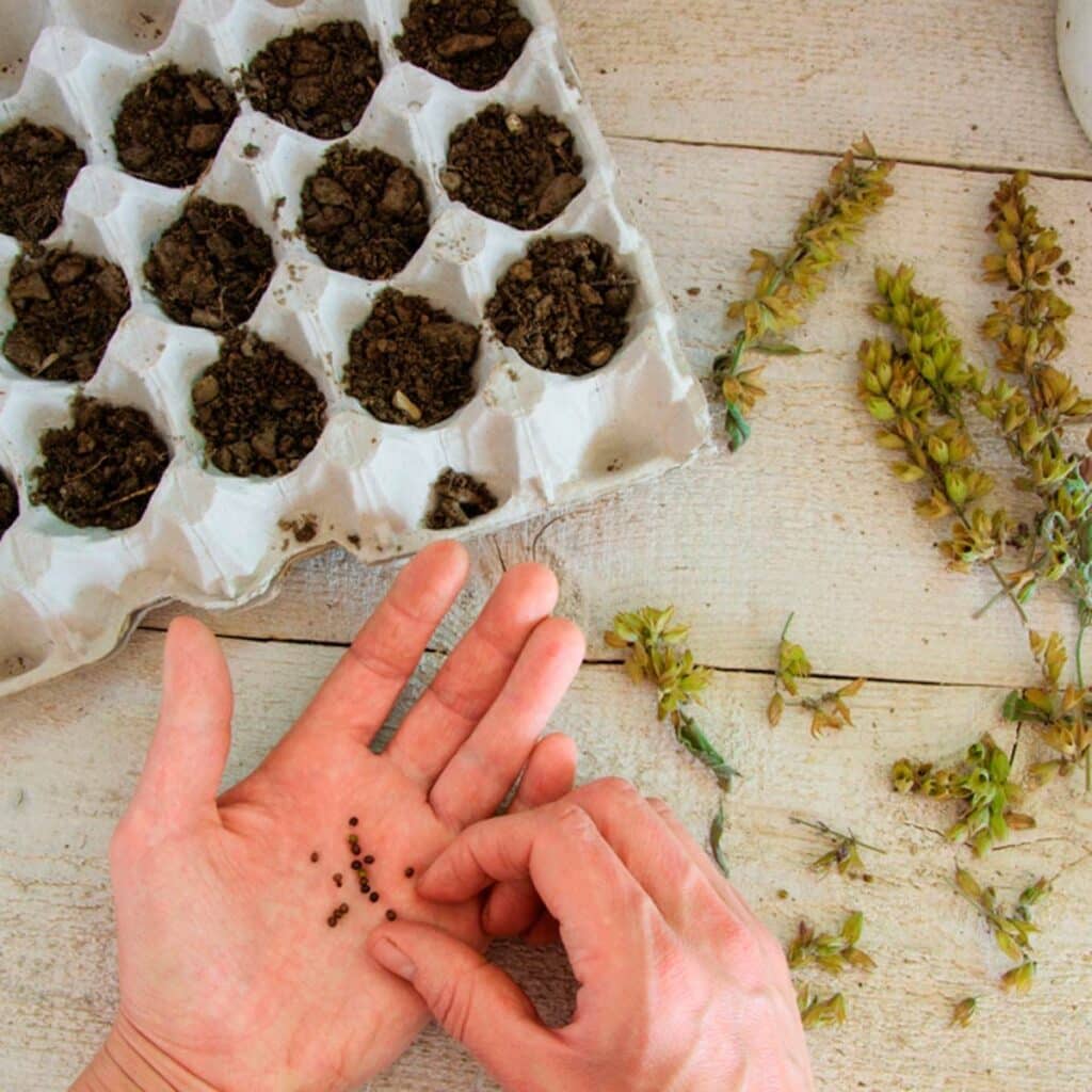 Growing plants from seeds