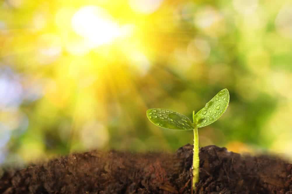Growing plants from seeds