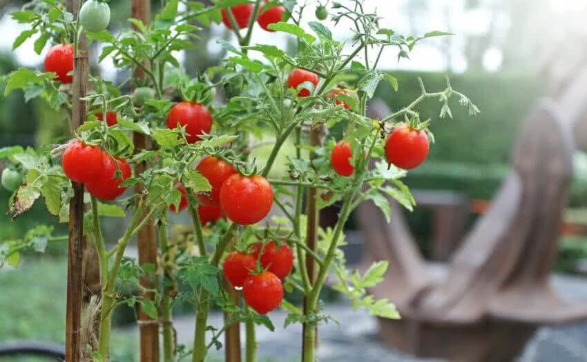 Growing cherry tomatoes at home