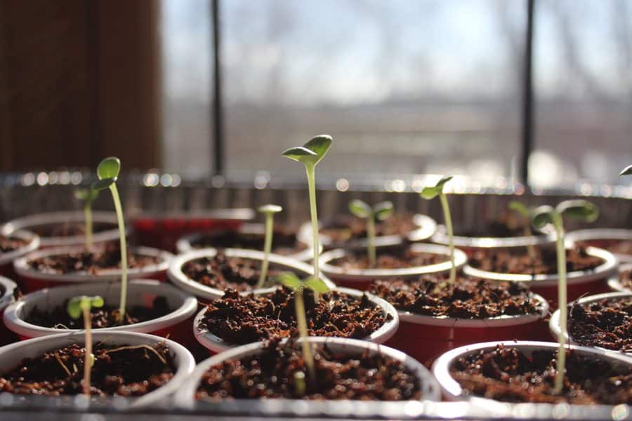 Growing plants from seeds