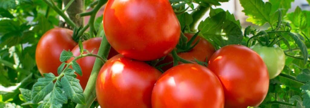 Growing cherry tomatoes at home