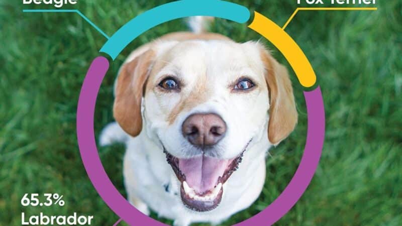 Dog Genetic Testing