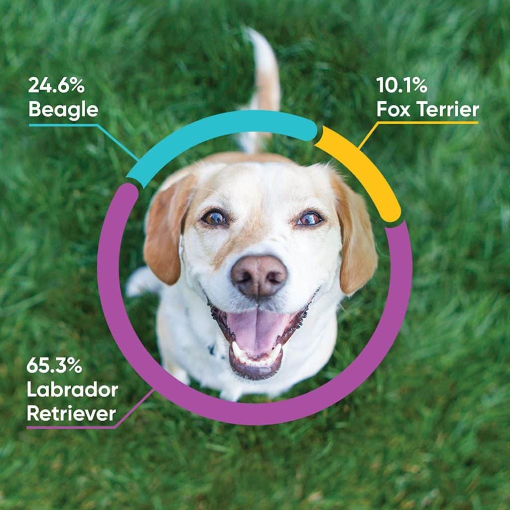 Dog Genetic Testing