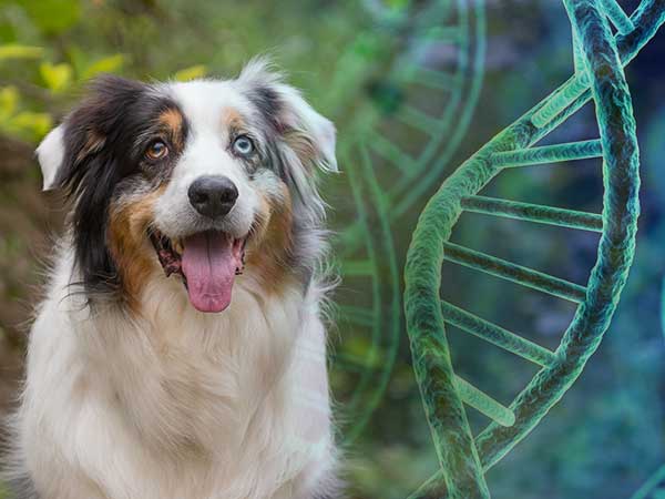Dog Genetic Testing