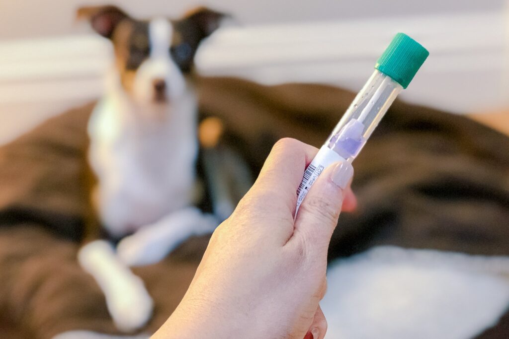 Dog Genetic Testing
