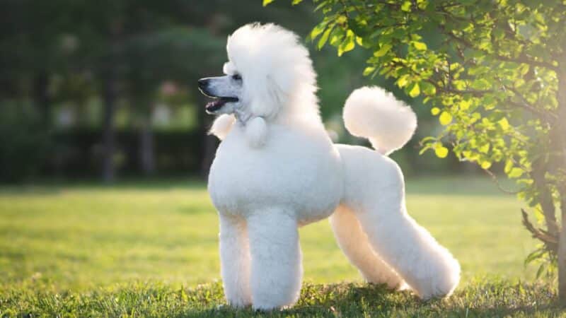 Poodle Grooming