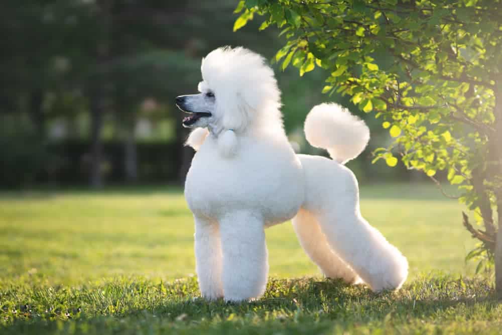 Poodle Grooming