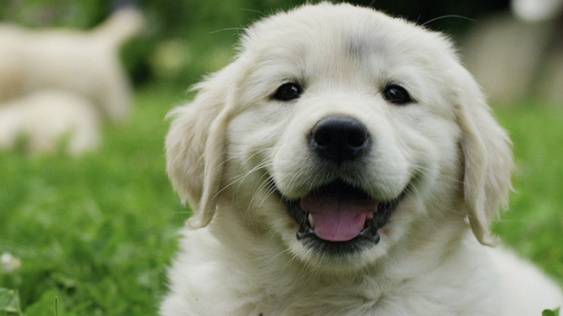 2 Important Questions Before Getting a Puppy