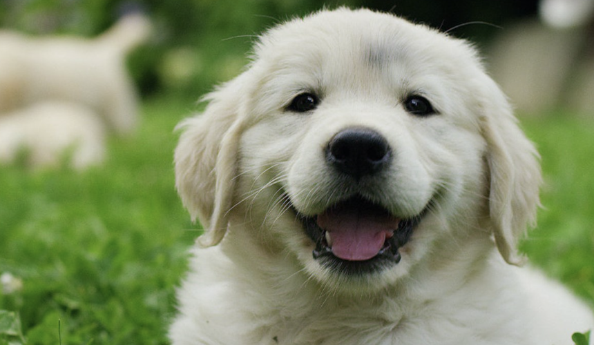 2 Important Questions Before Getting a Puppy