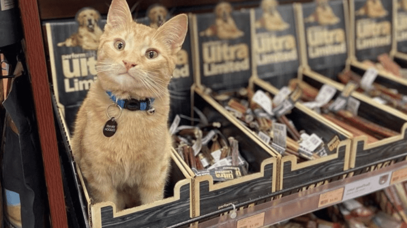 Your pet – Your store