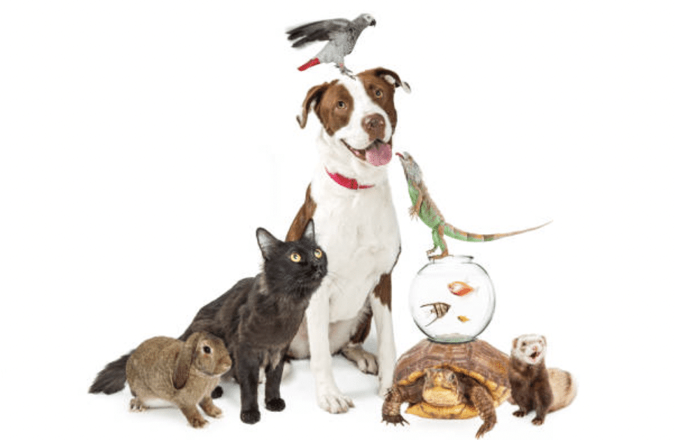 What do we have in common?
