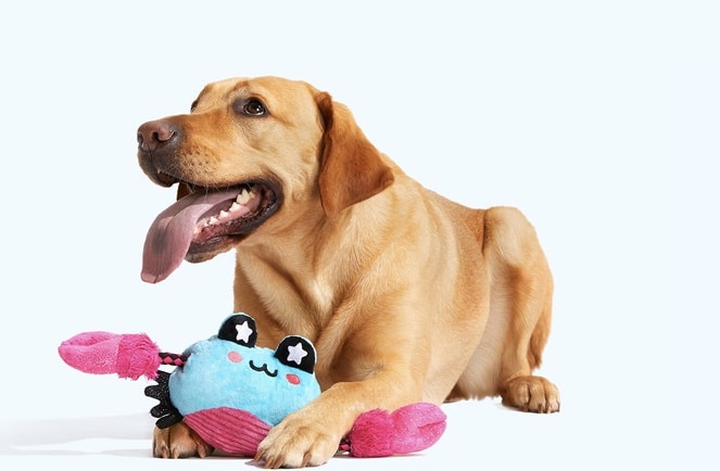 8 Tips to Please Your Beloved Canine Companion