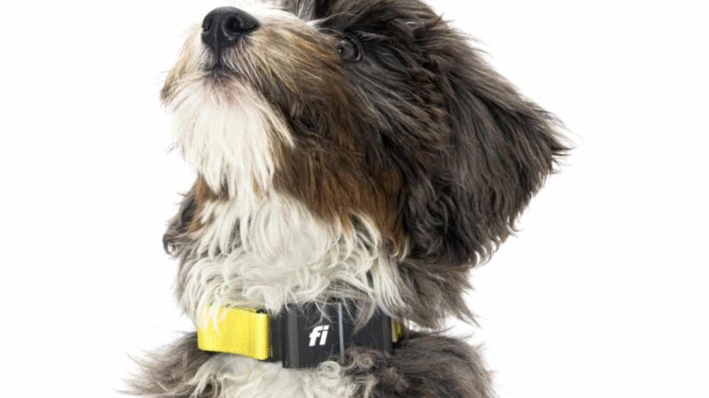 Enhancing Canine Safety and Peace of Mind: The Power of GPS Trackers for Dogs