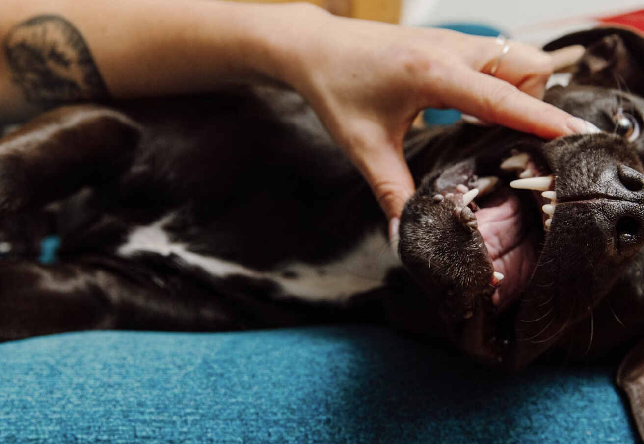 Essential Guide to Pet Care: Keeping Your Dogs and Cats Happy and Healthy (Pet Friendly Box)