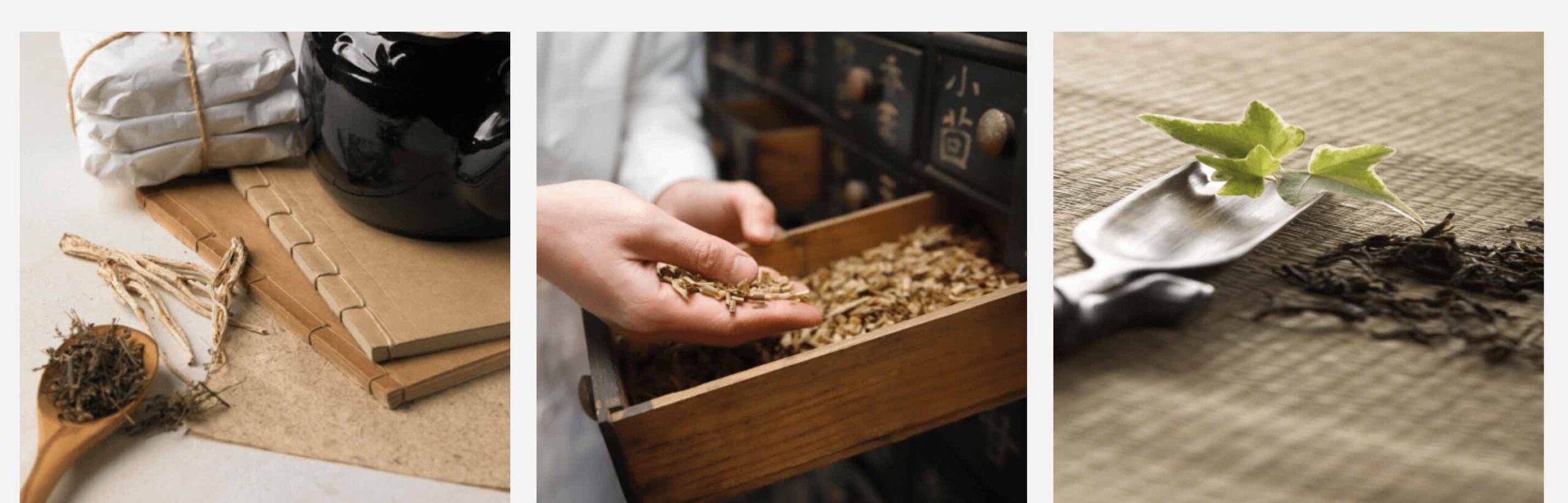 Discover Vyne Herb: Your Gateway to Premium Herbal Wellness